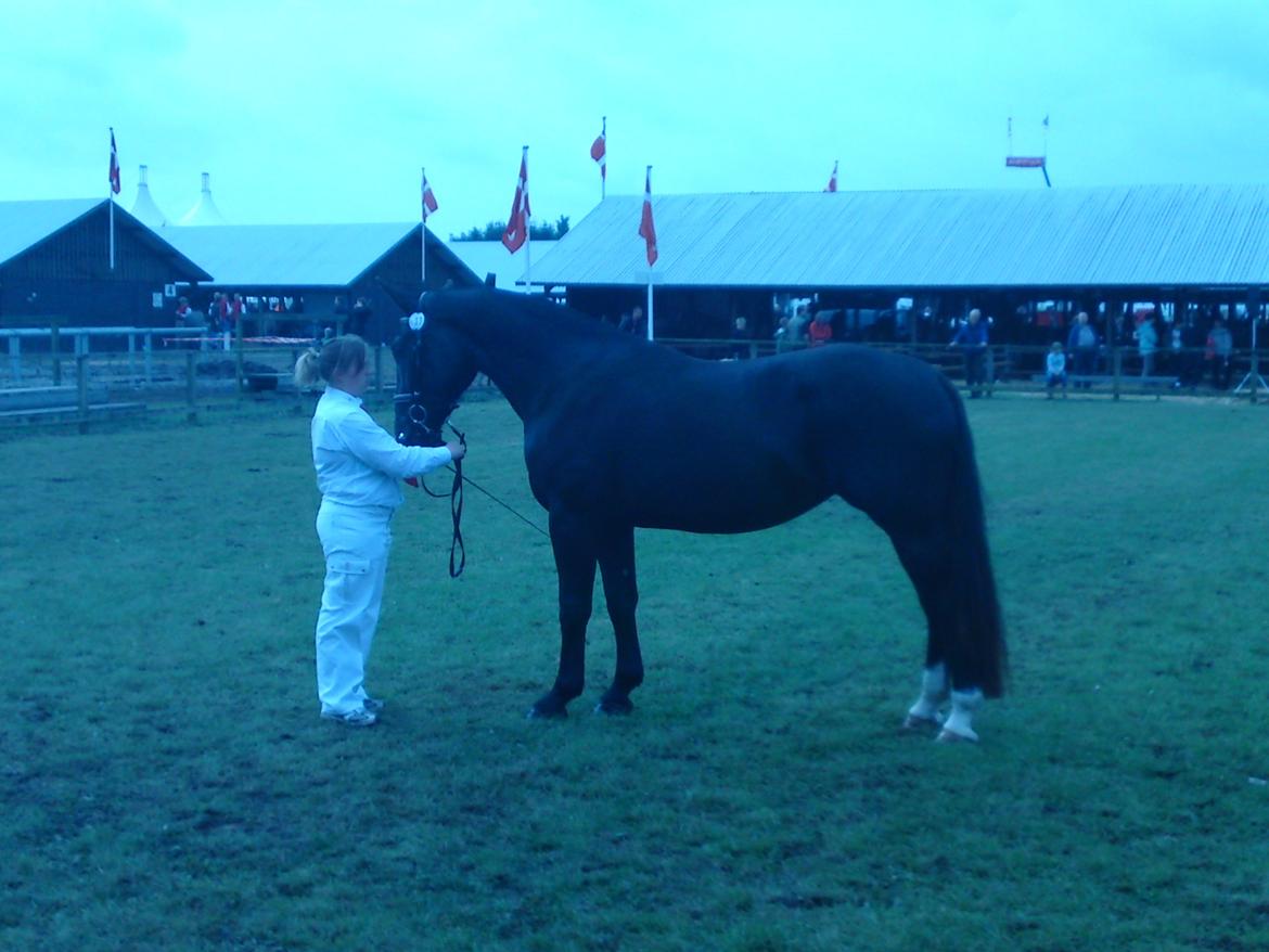 Oldenborg Grønbæks Dior billede 8