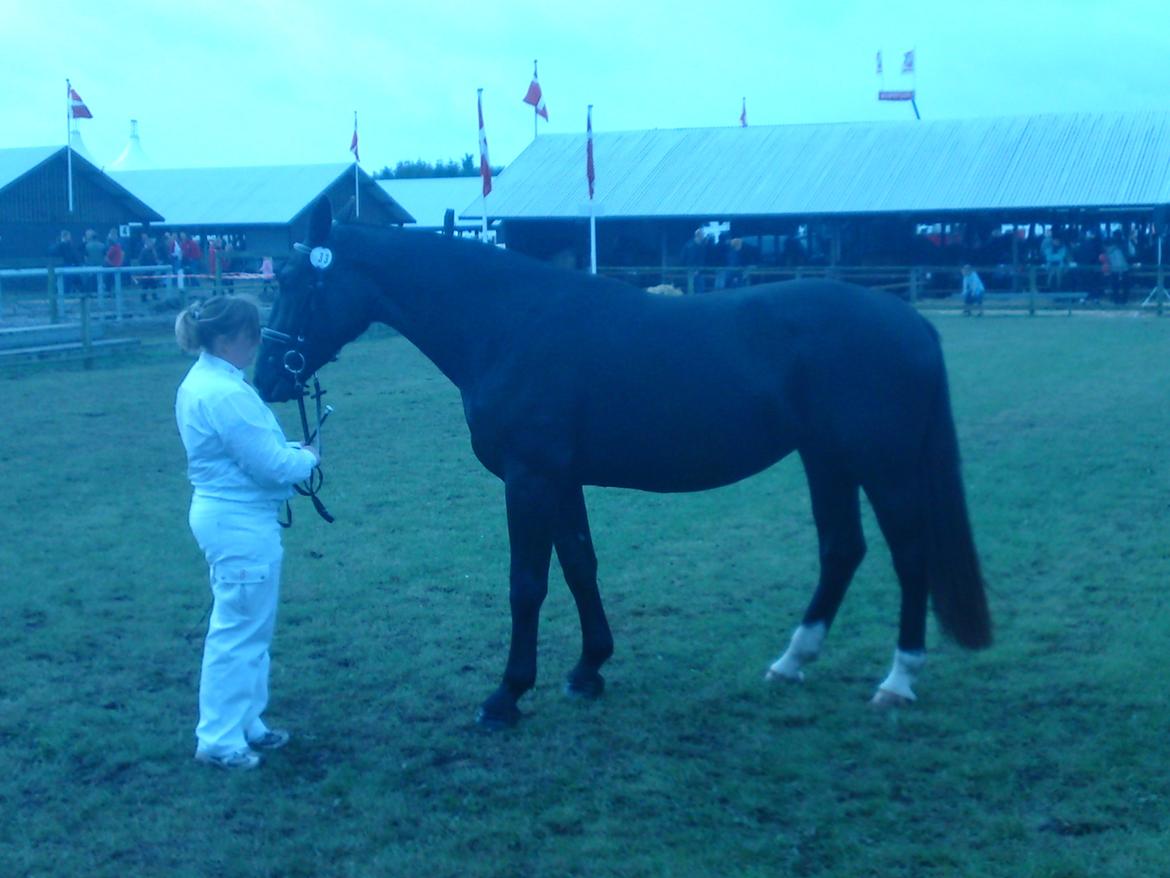 Oldenborg Grønbæks Dior billede 7