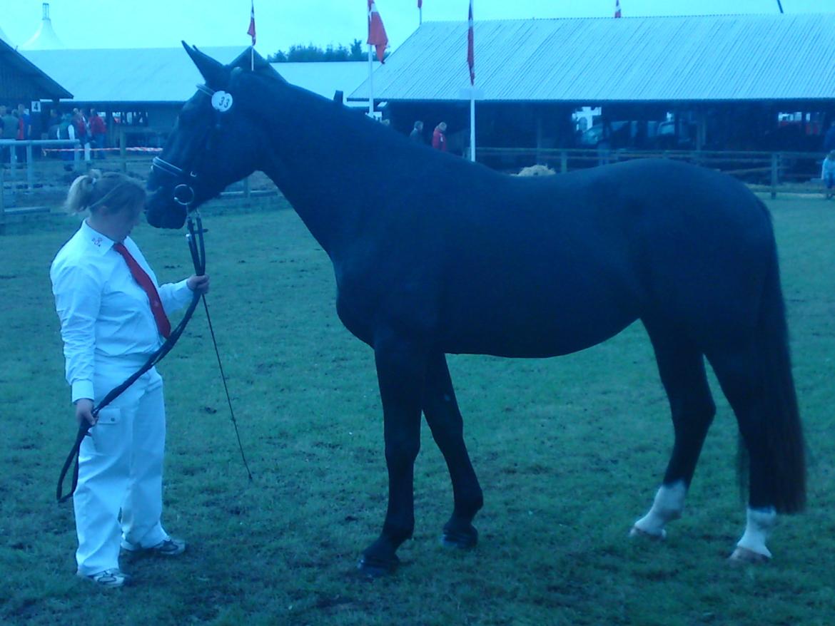 Oldenborg Grønbæks Dior billede 9