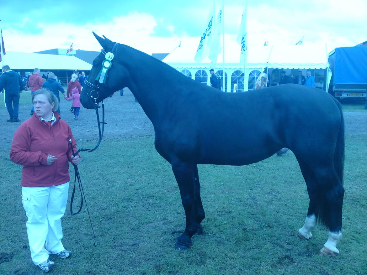 Oldenborg Grønbæks Dior billede 6