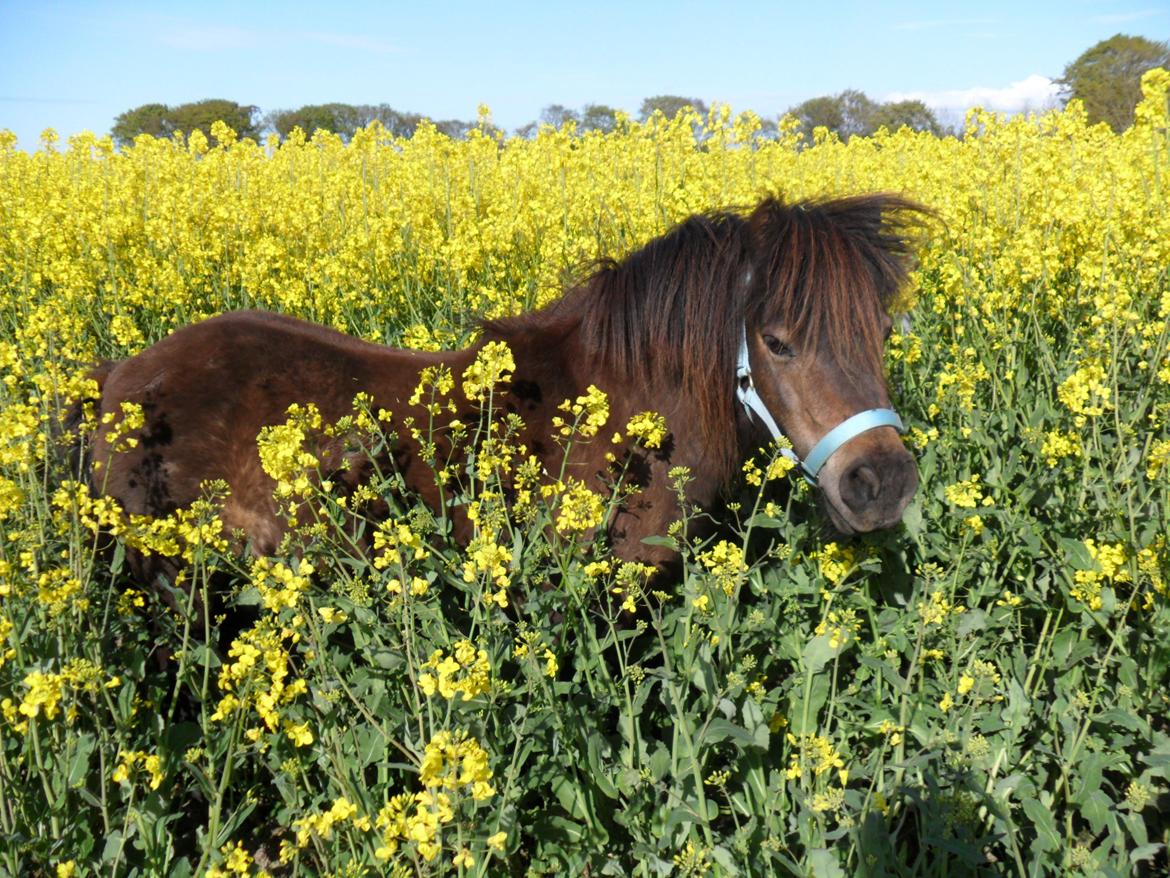 Shetlænder Hedelunds Malou billede 6