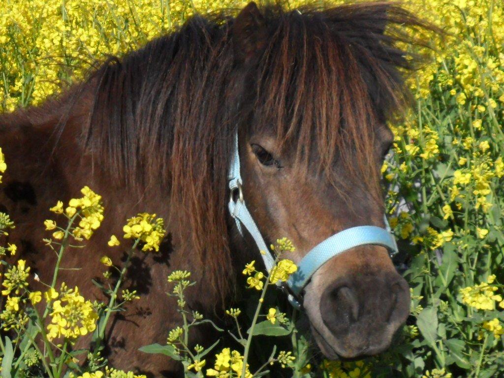 Shetlænder Hedelunds Malou billede 7