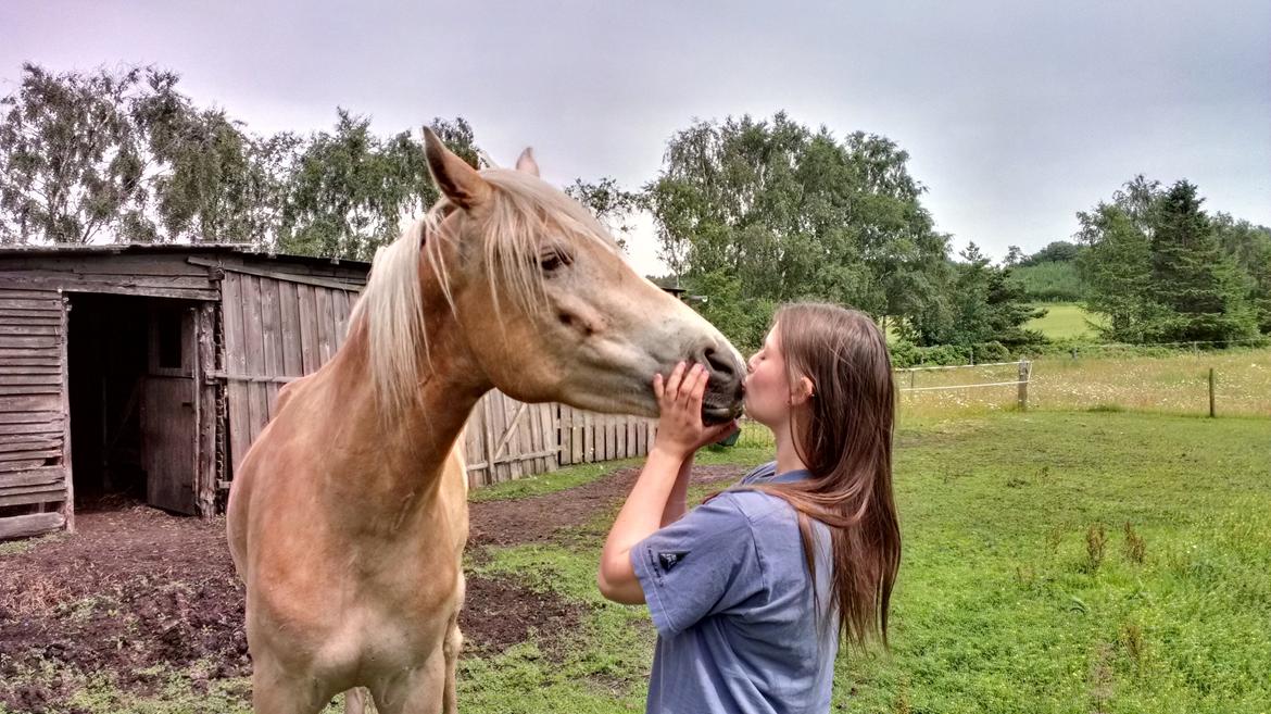 Tyroler Haflinger Akando - Kysser lidt med min smukke dreng! <3 Se hvordan han slapper af i underlæben - typisk haflinger xD billede 10