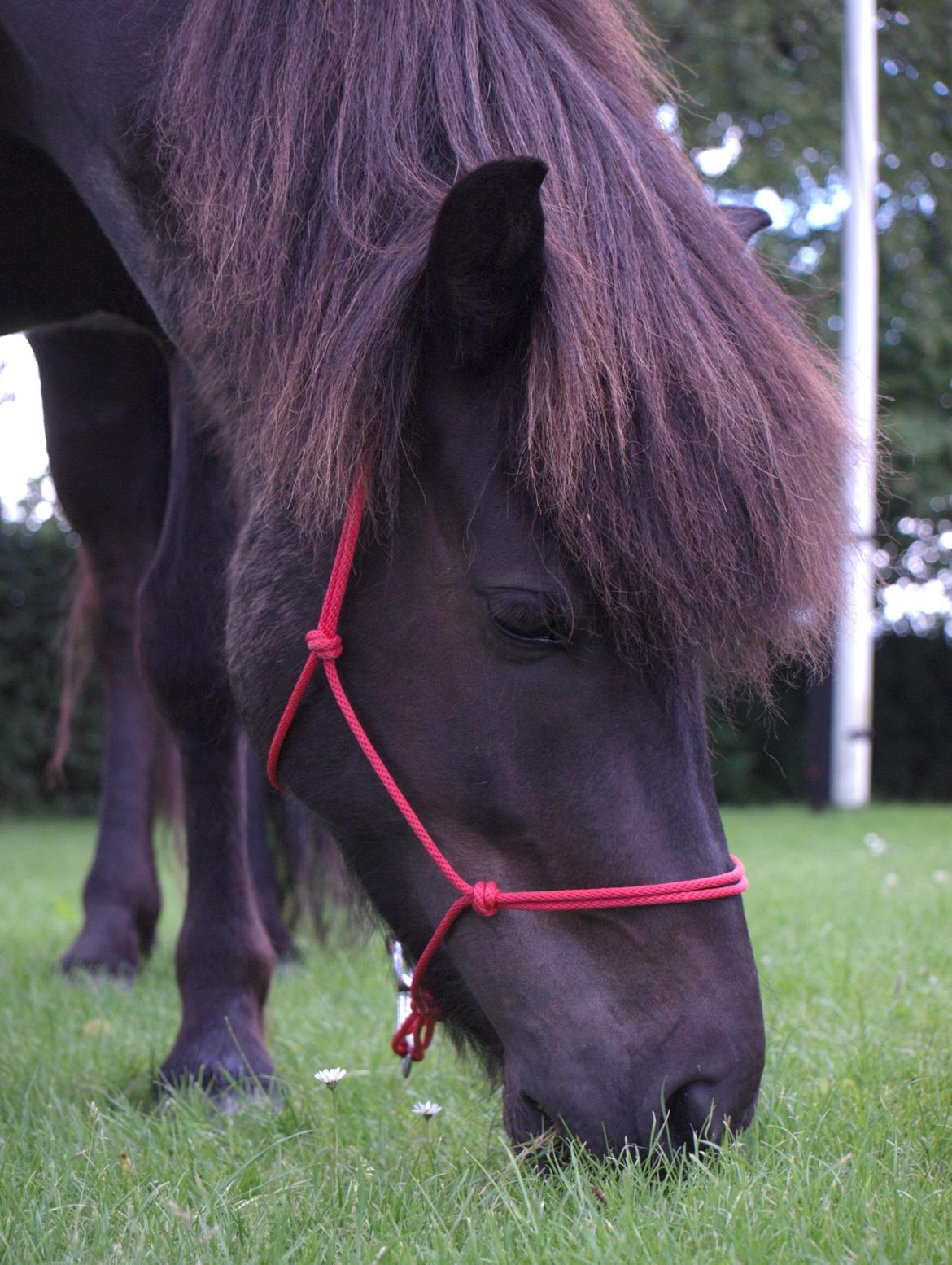 Islænder Sleipner - Taget af P.N.P billede 13