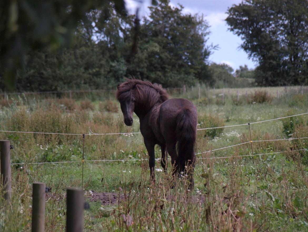 Islænder Sleipner - Taget af P.N.P billede 15