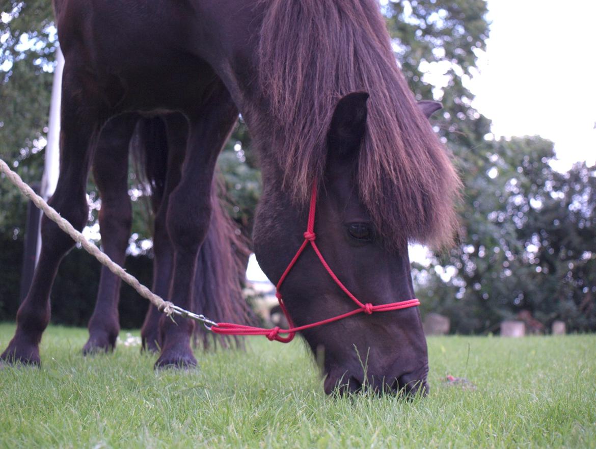 Islænder Sleipner - Taget af P.N.P billede 14