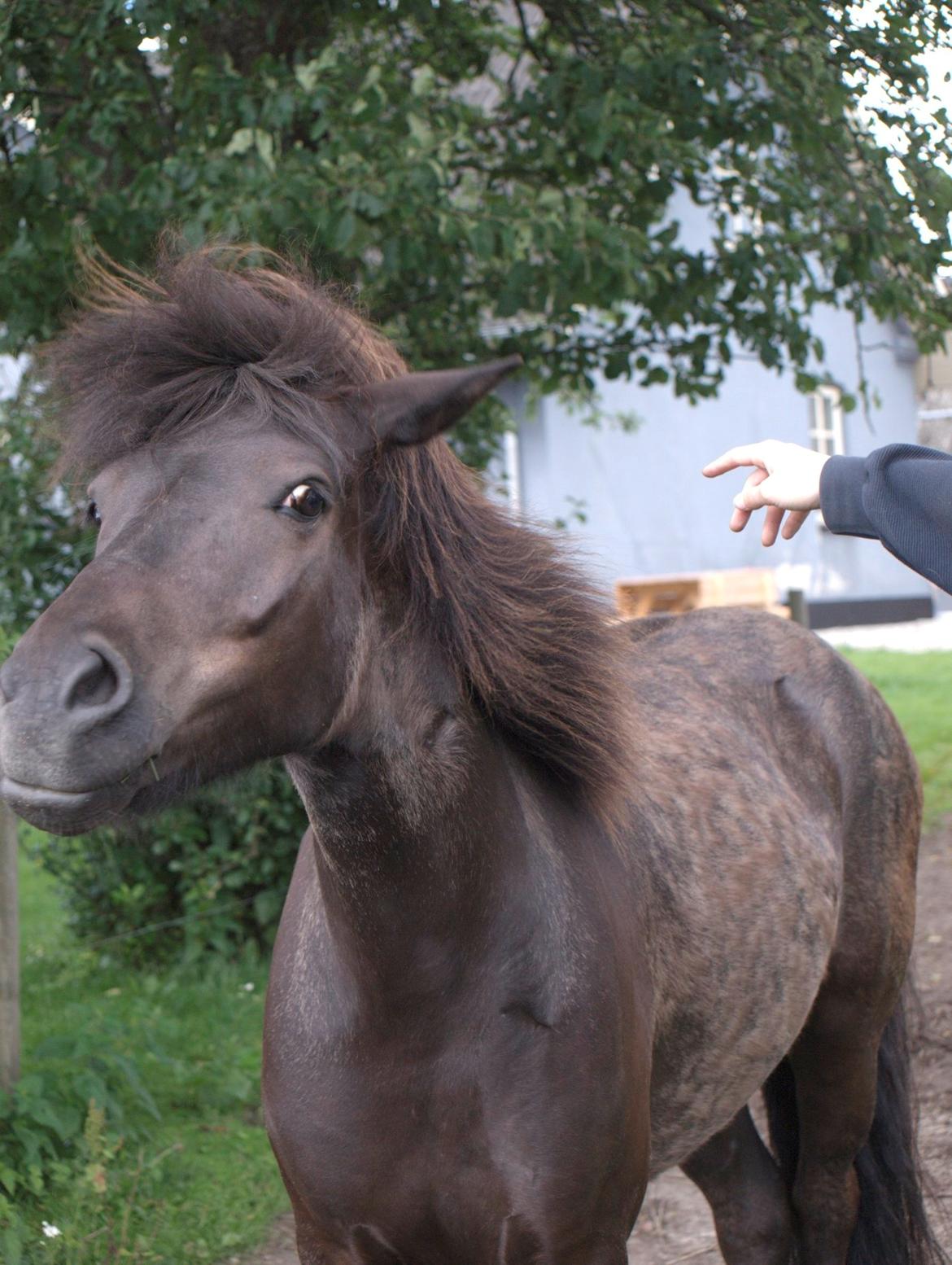Islænder Sleipner - Taget af P.N.P billede 2
