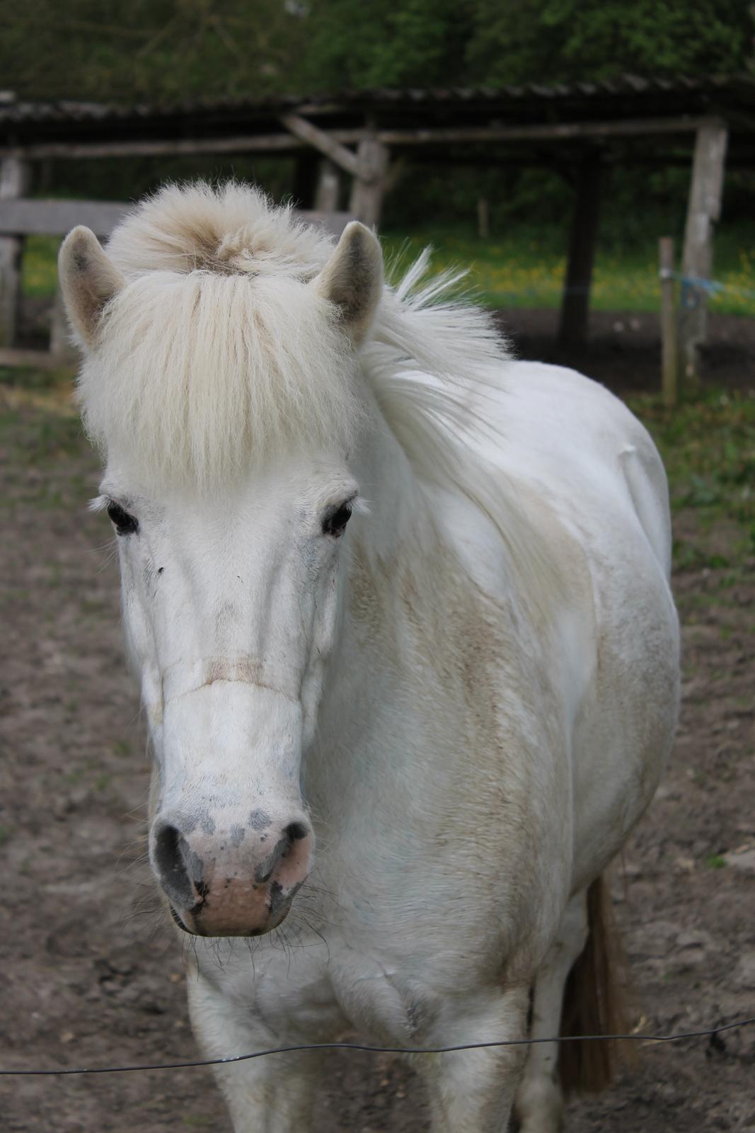 Anden særlig race PIPPI.. Sov sødt prinsesse billede 16