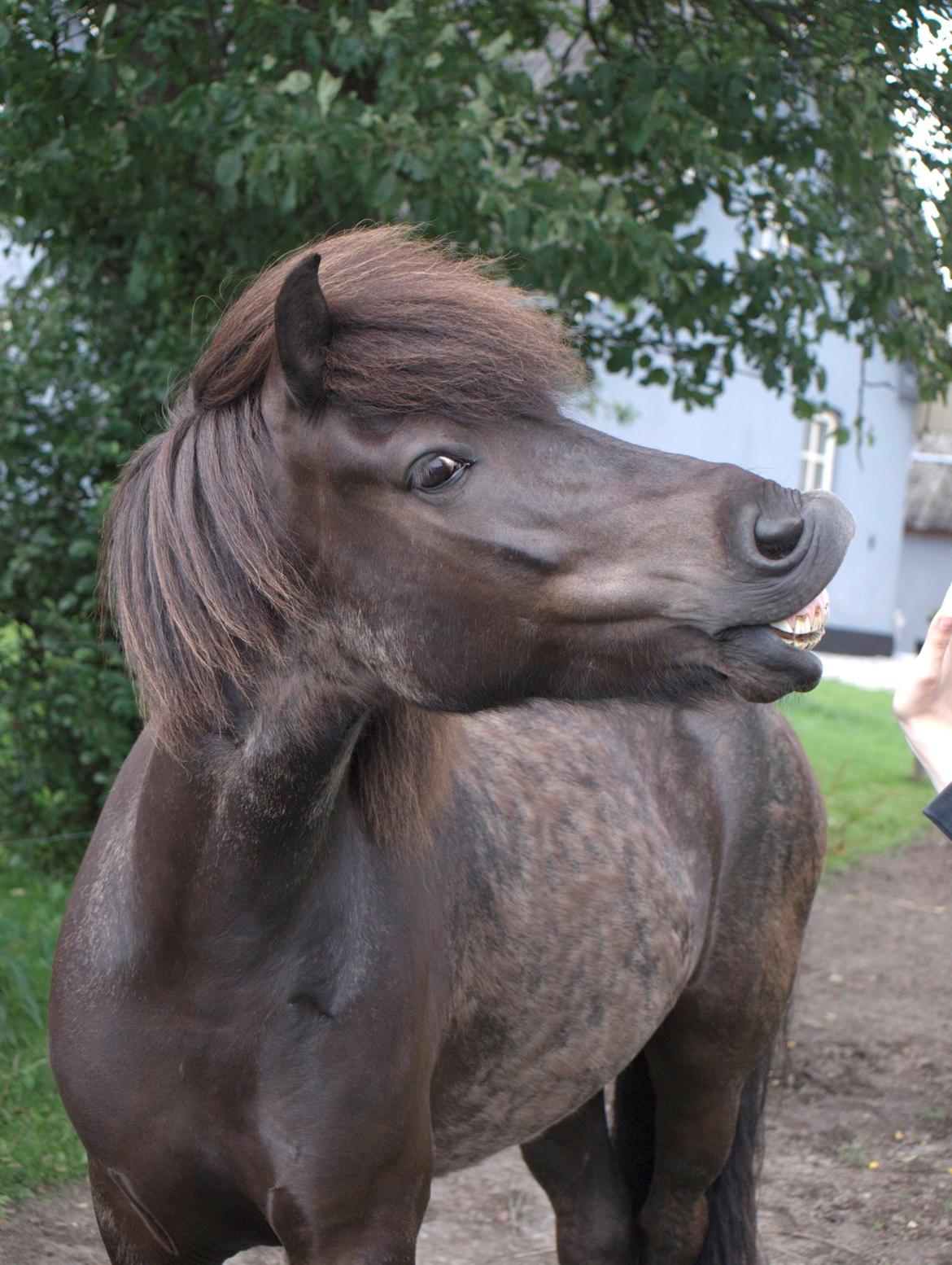 Islænder Sleipner - Taget af P.N.P billede 5