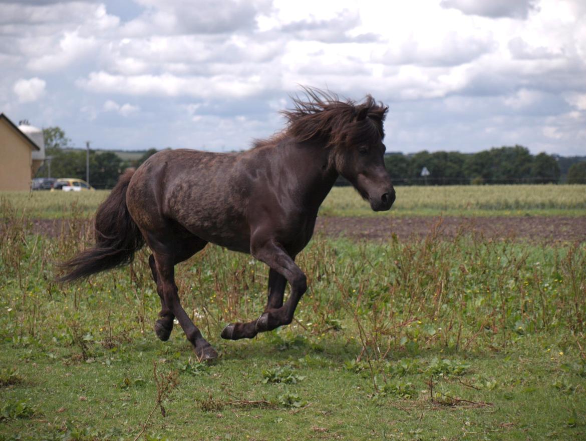 Islænder Sleipner - Taget af P.N.P billede 1