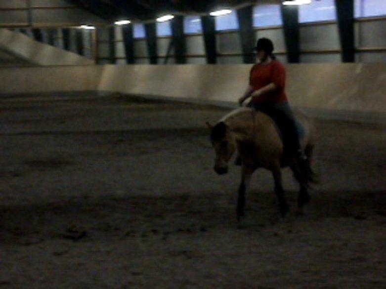 Anden særlig race - Dino (Buller) - "Hippie-dressur"  ♥♥
21/5-2012
(Taget ud af video)  billede 6