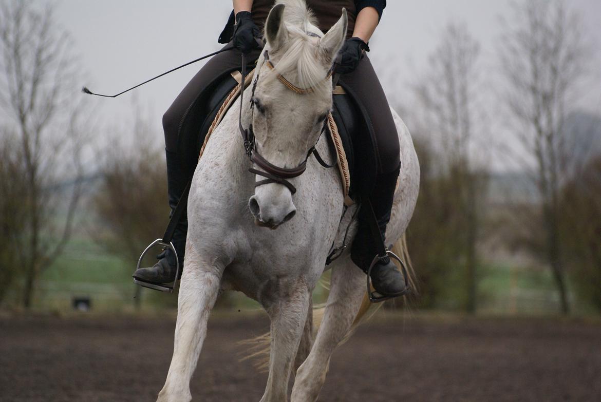 Anglo Araber (AA) Rolighedens Zorba (Miiin) - Dressur 15. Maj 2012. billede 6