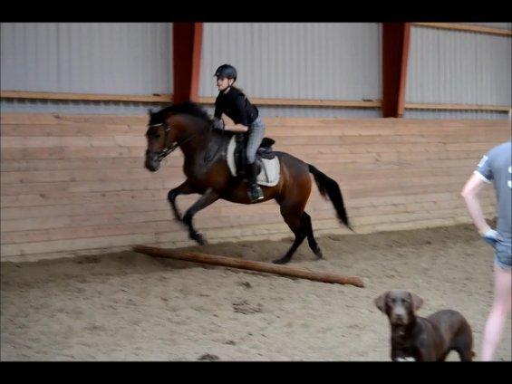 DSP RONJA - Første gang hun "springer" med rytter :-D billede 3