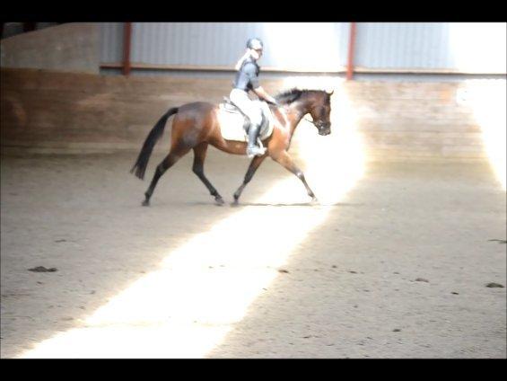 DSP RONJA - Lækker trav, det har hun ihvertfald! billede 4