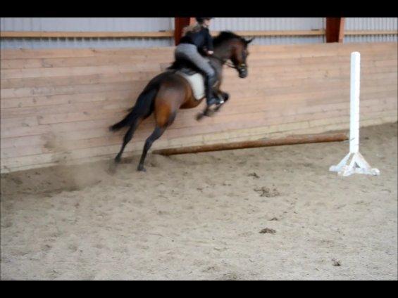 DSP RONJA - Søøøød ponz! billede 5