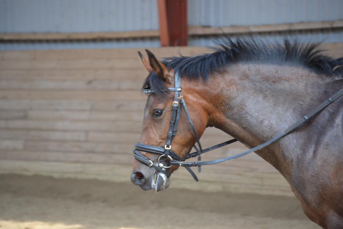 DSP RONJA billede 11