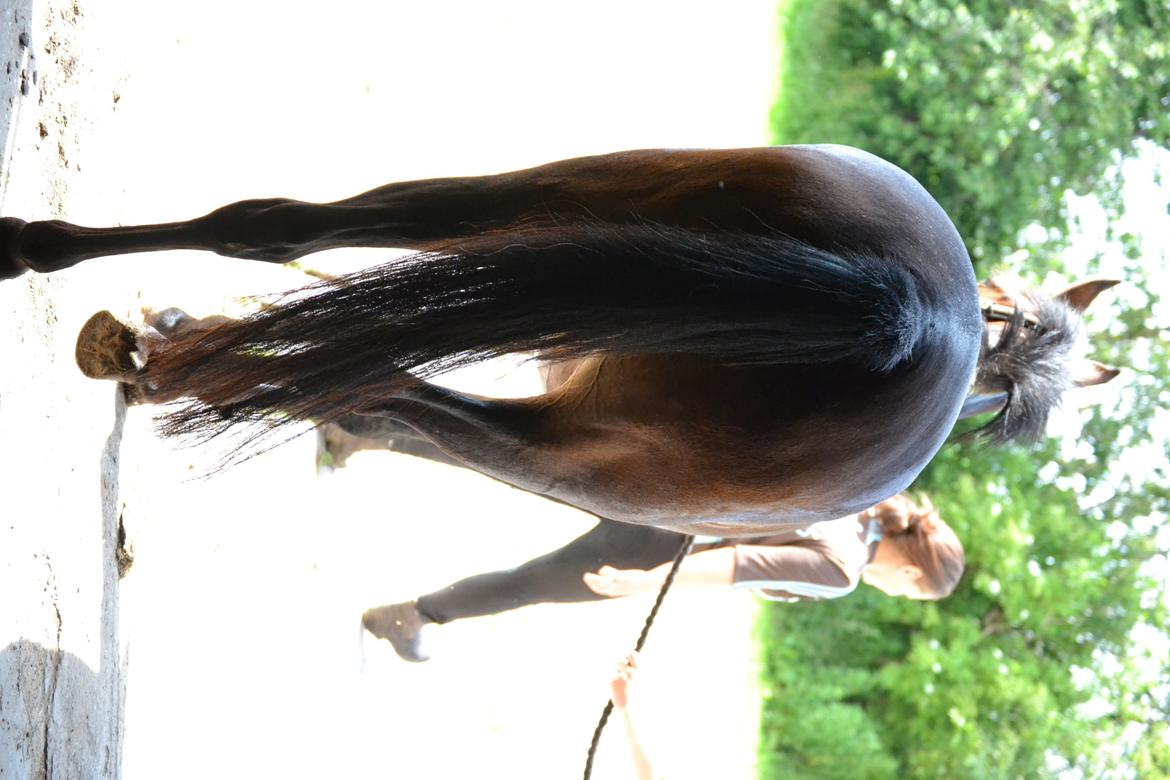 DSP RONJA - Tyk numse.. billede 16