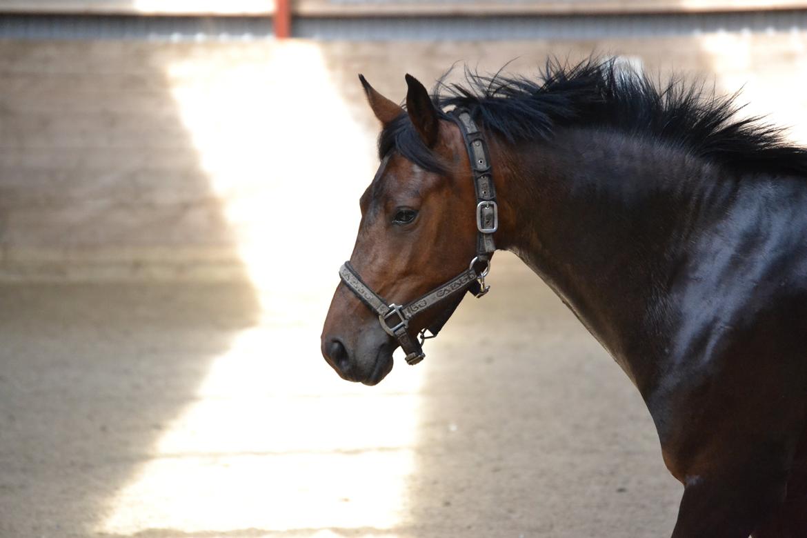 DSP RONJA billede 12