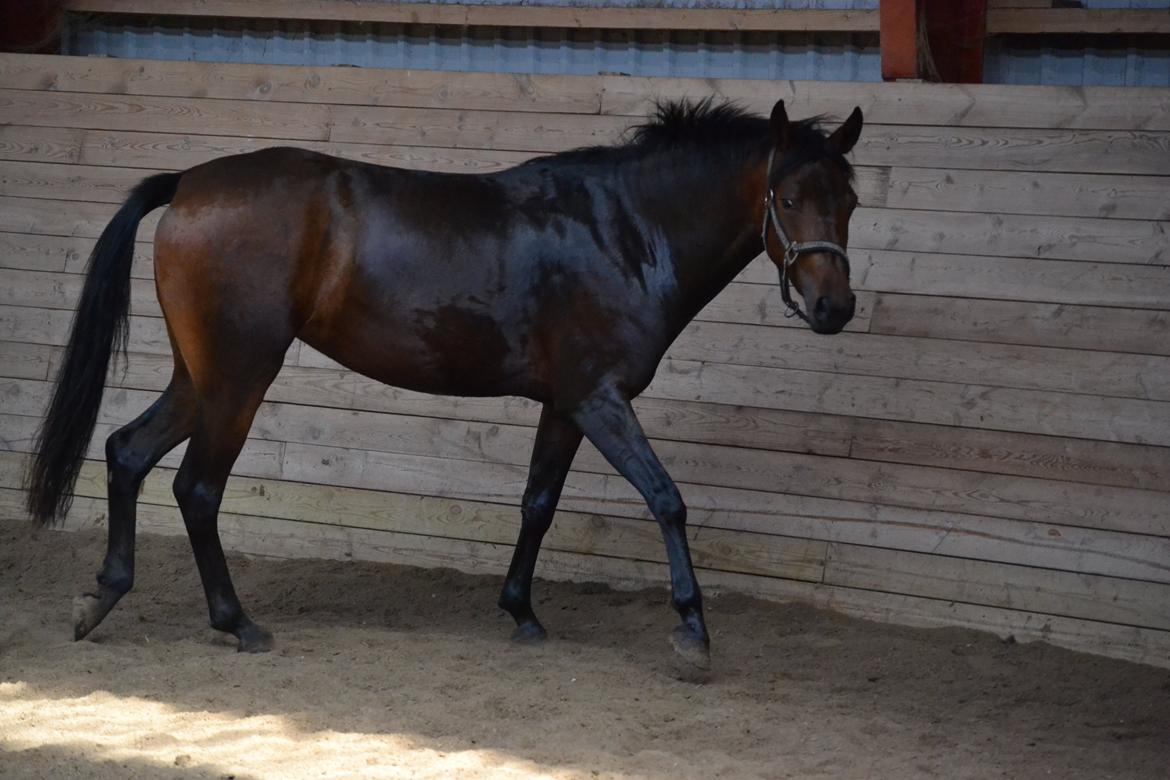 DSP RONJA - Sweetness! billede 13