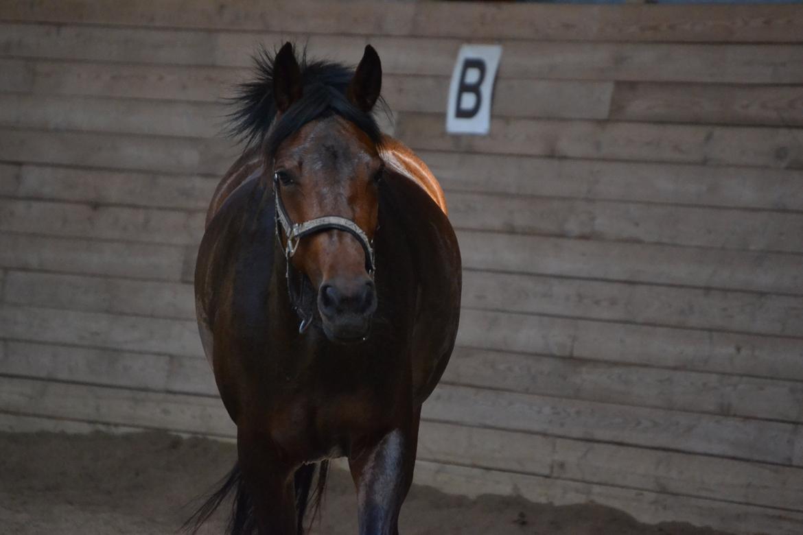 DSP RONJA - søøød billede 2