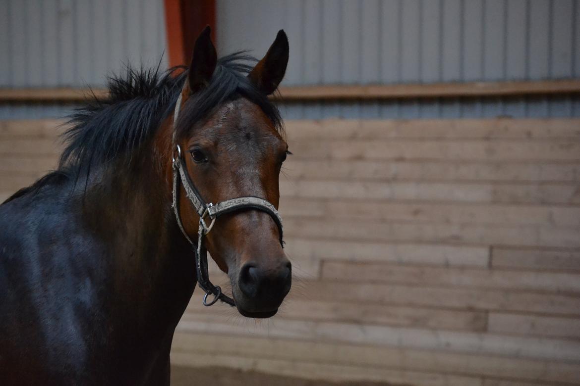 DSP RONJA - Så elegant :-* billede 14