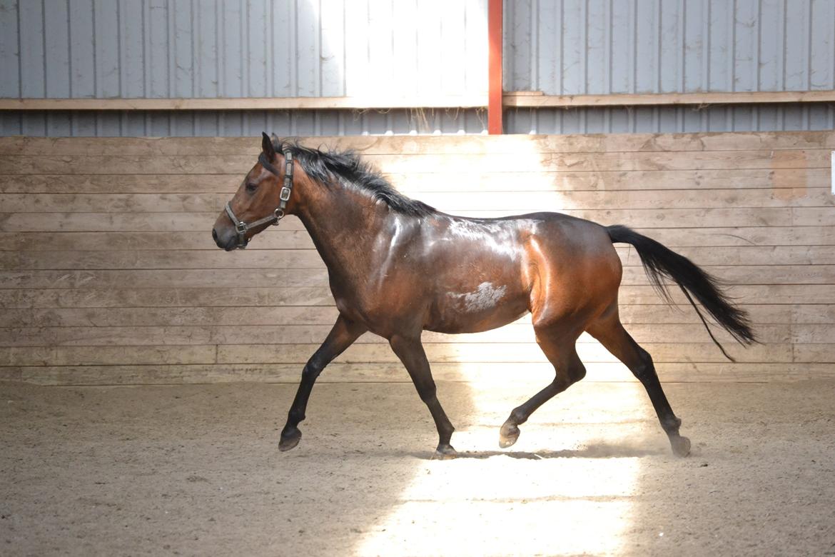 DSP RONJA - Vildt lækker trav! billede 15