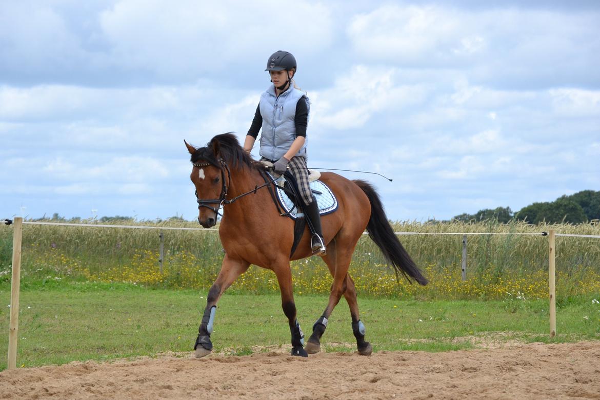 DSP LAZIONE KÆRLUND - 2. gang jeg rider ham. billede 7