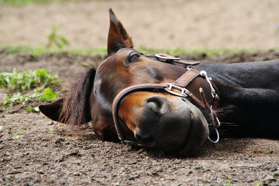 Anden særlig race CHAPLIN 69 - Ponymand sover!
Foto: Mig.
Juli 2012 billede 13