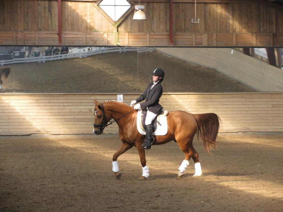 Welsh Cob (sec D) oliver - stævne på hovgaard ridecenter:) billede 11