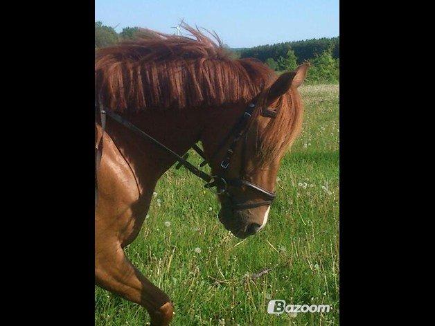 Welsh Cob (sec D) oliver - træning<3
 billede 12