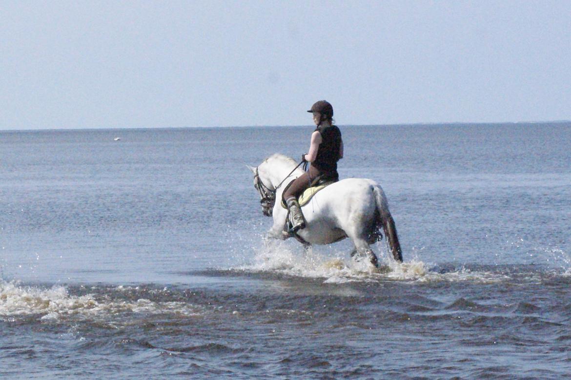 Anden særlig race Rumbero - Tur i Ringkøbing Fjord på ridelejr hos Maj-Brit Rønnov i juli 2012 billede 16