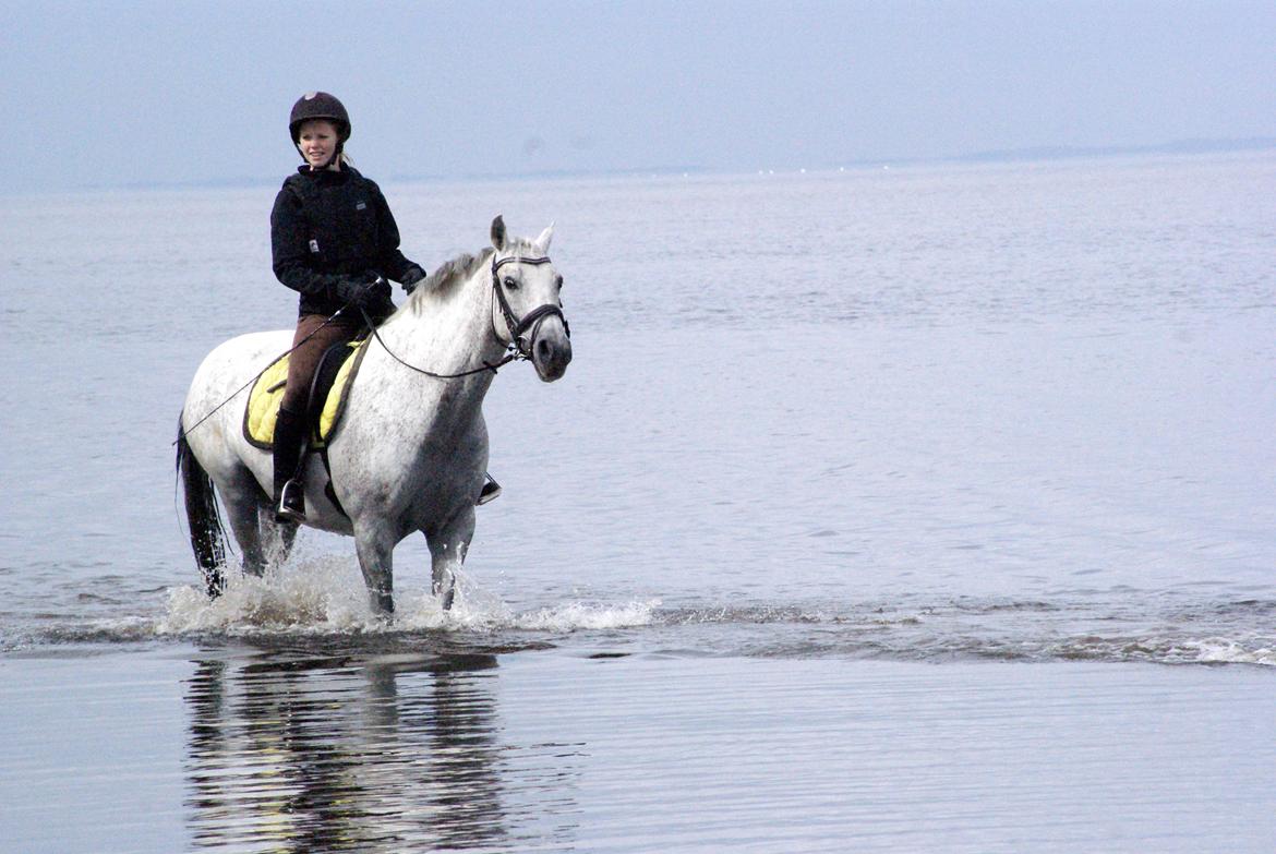 Anden særlig race Rumbero - Tur i Ringkøbing Fjord på ridelejr hos Maj-Brit Rønnov i juli 2012 billede 19