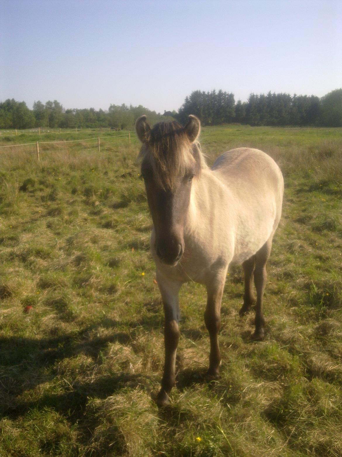Konik Polski Bella billede 4