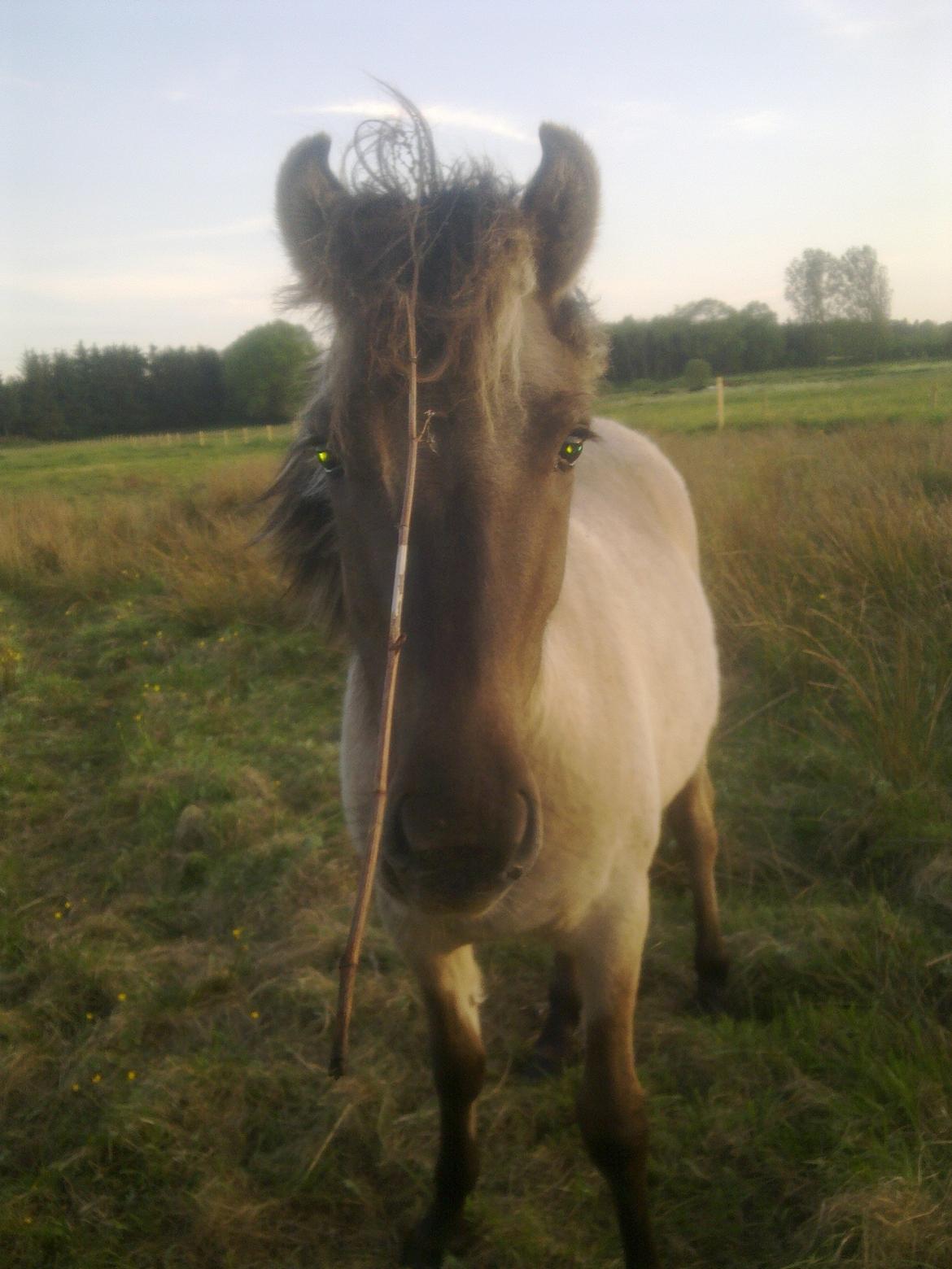 Konik Polski Bella billede 11