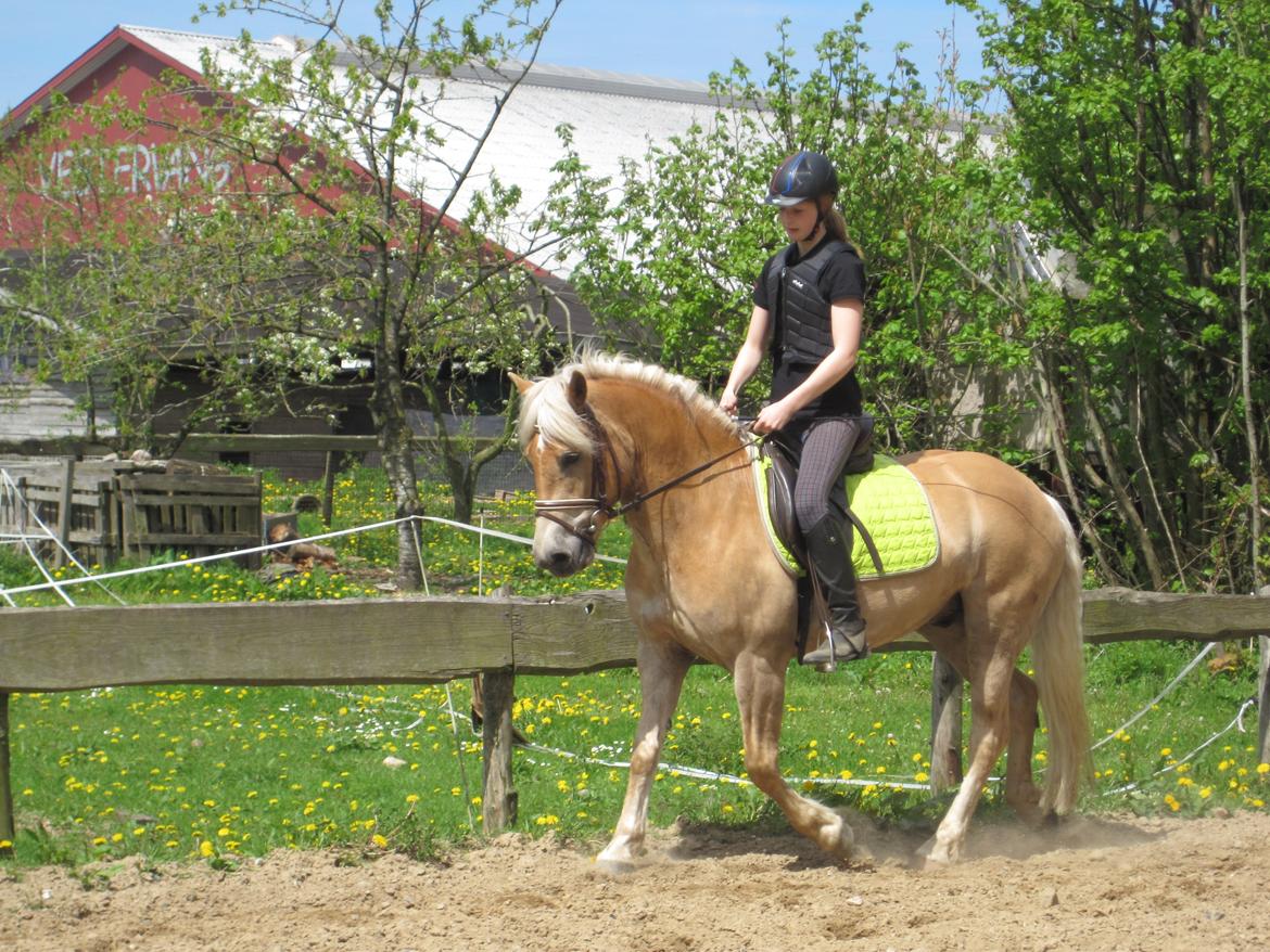 Haflinger Vestervangs Asterix! - Lidt dressur! ;D billede 4