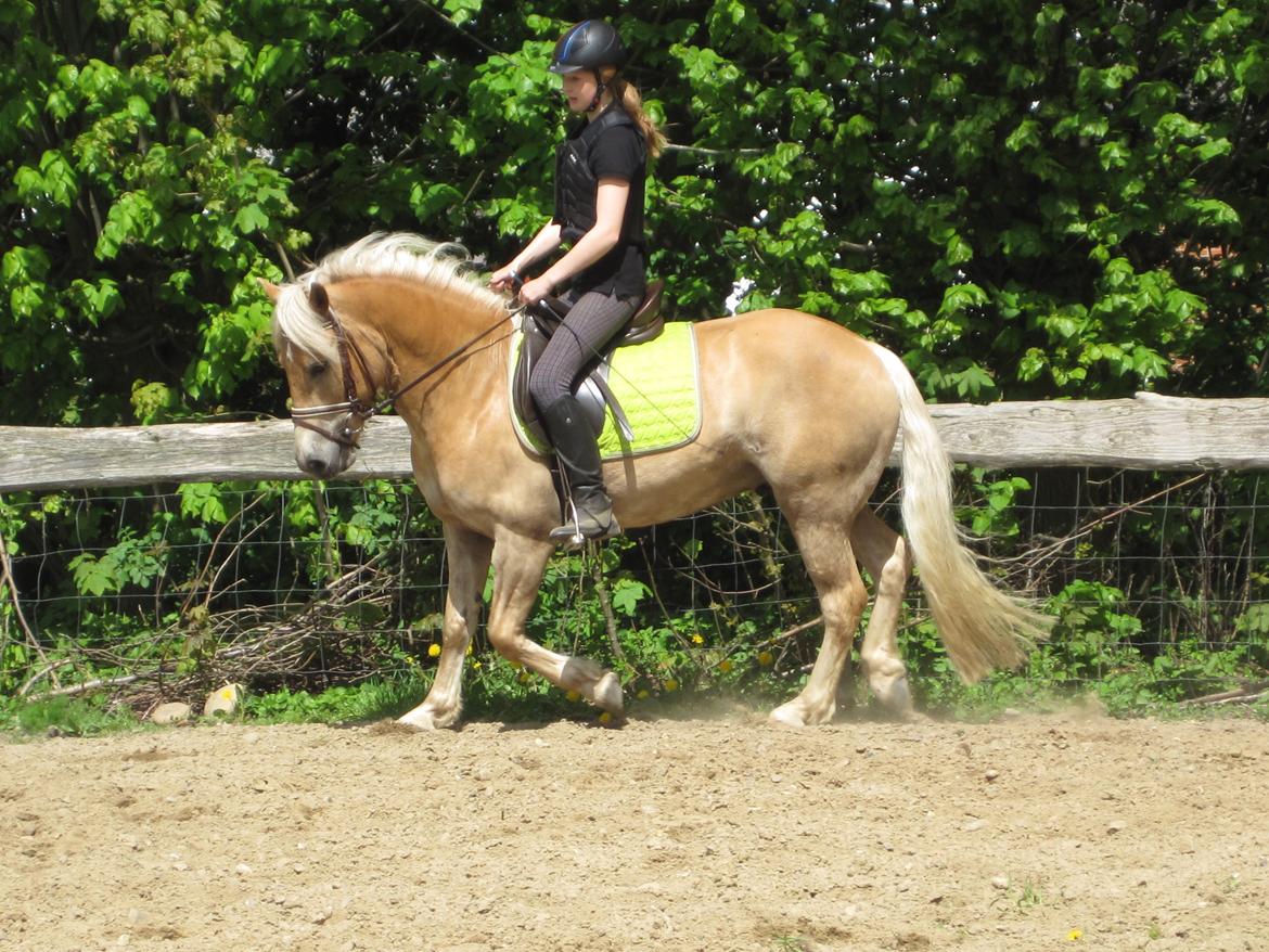 Haflinger Vestervangs Asterix! - Fiine pony <3 billede 5