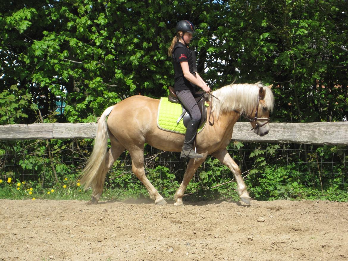 Haflinger Vestervangs Asterix! billede 6