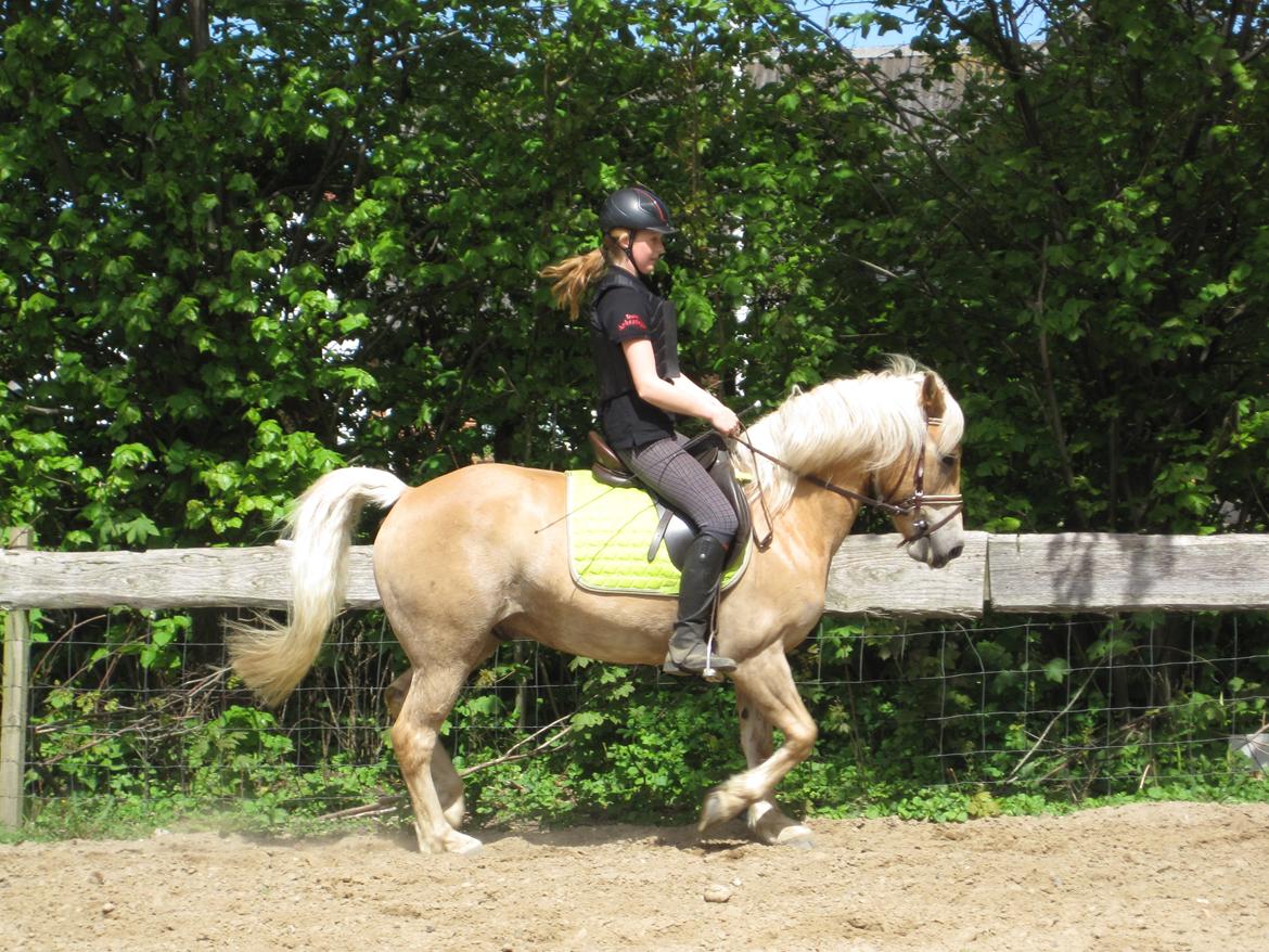 Haflinger Vestervangs Asterix! billede 7