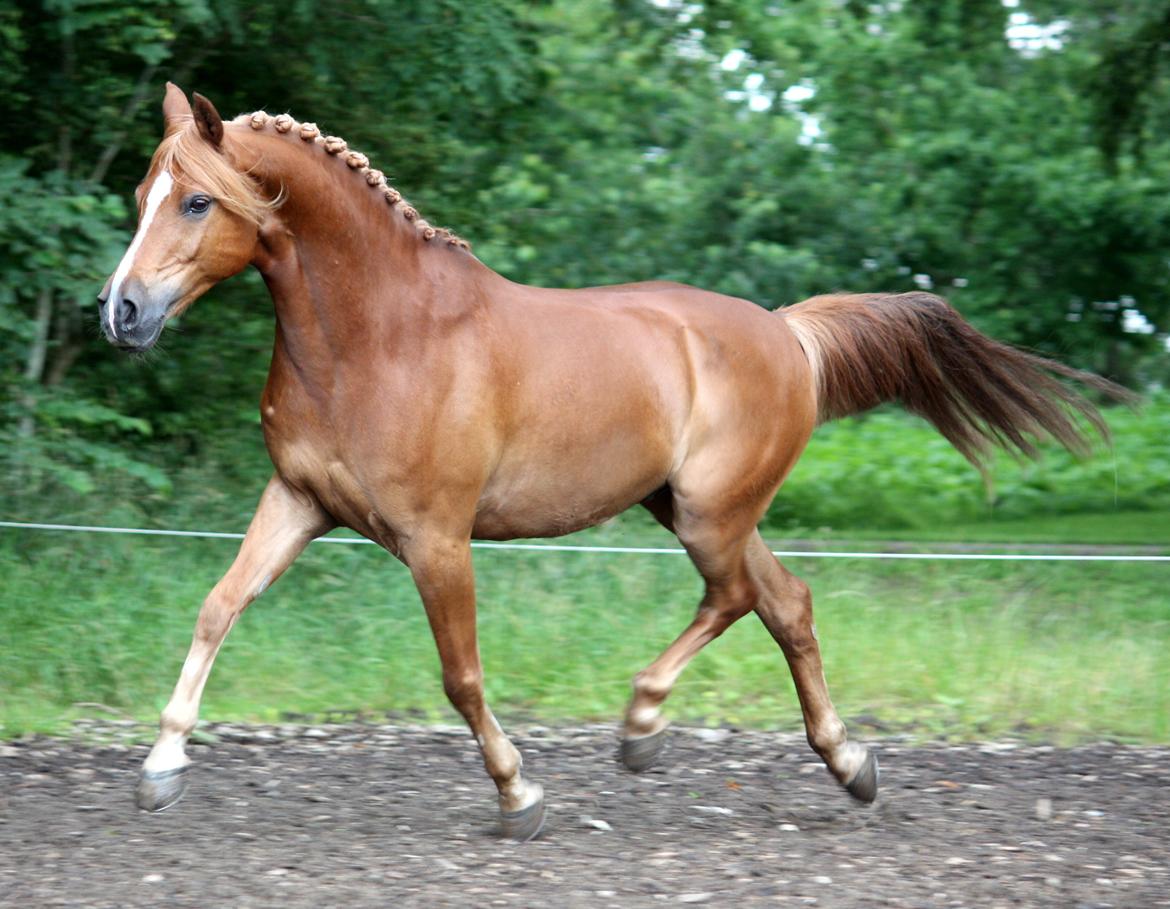 Anden særlig race Buster - Buster d. 13. juli 2012 billede 1