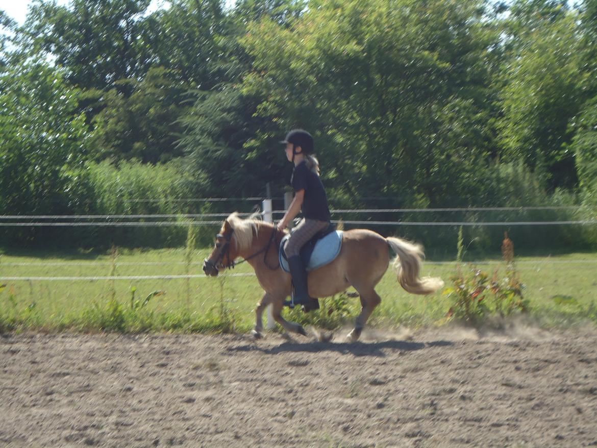 Shetlænder Monick Bomlund - Shettergalop, haha Monicks galop er faktisk mega god af en shetter!;D
Jeg ved godt at jeg er for stor til hende, det behøver i ikke at skrive til mig, Monick tager ikke skade af at man lige sætter sig op på hende en gang i mellem, ikke en gang en gang om  billede 6