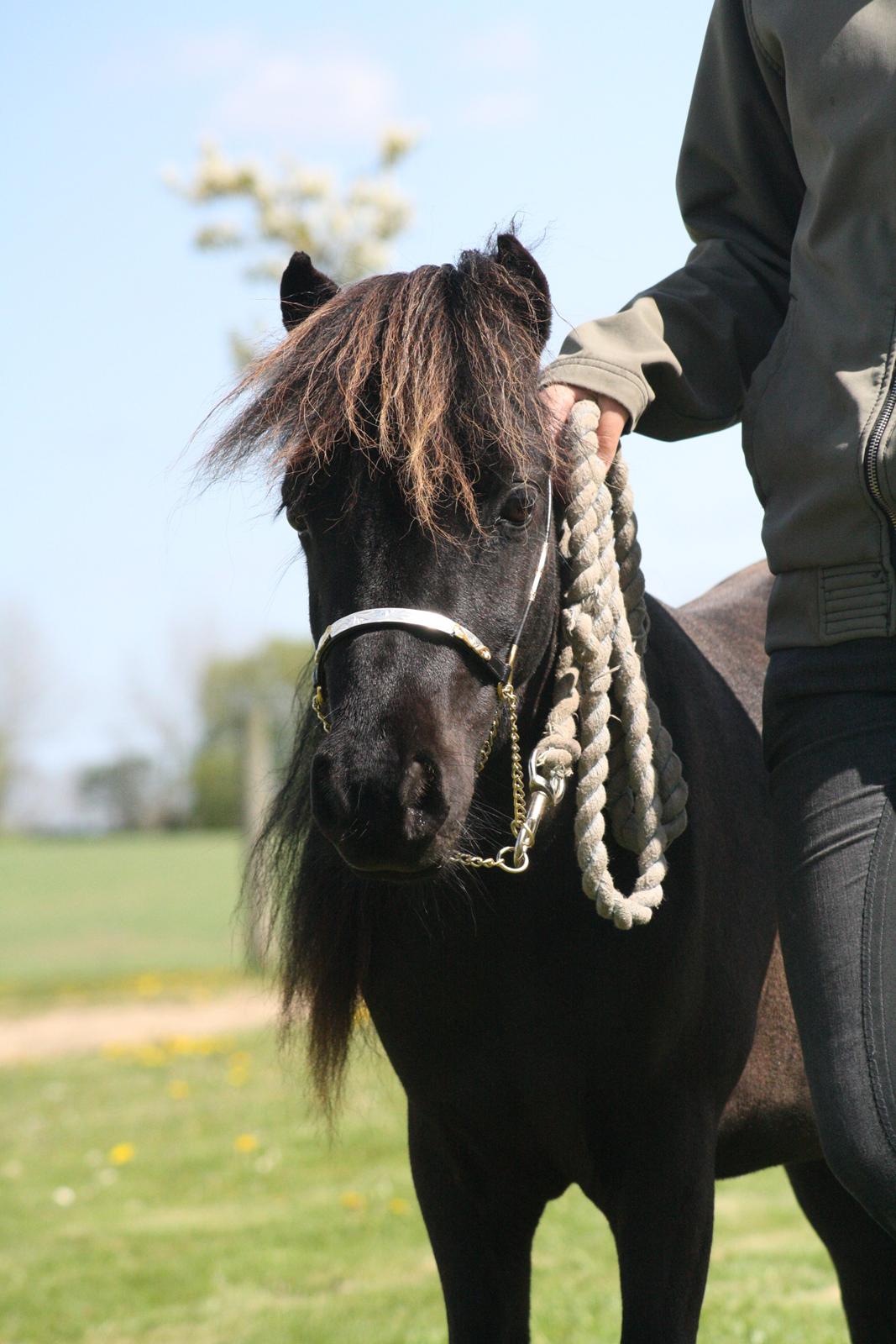 Miniature | Kærslunds La Cato - 17/ Cato til plagskue. Taget d. 05-05-2012 billede 17