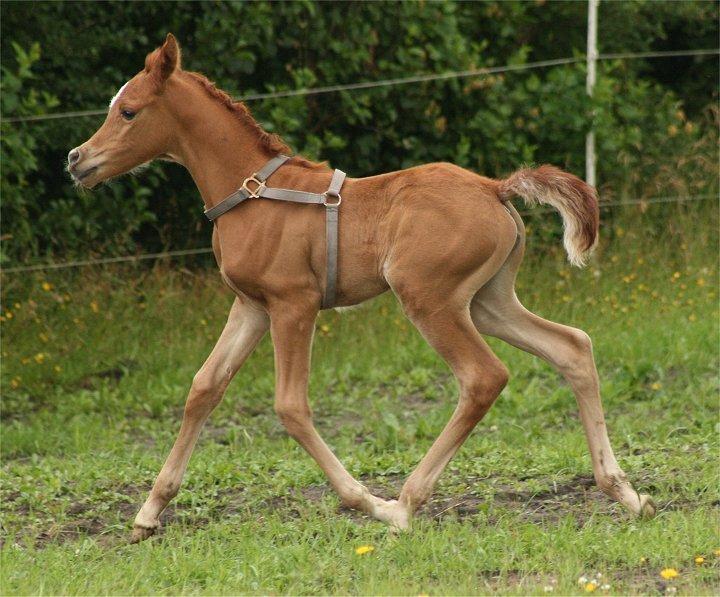 Arabisk fuldblod (OX) Shamiaah APN ( LEASET 2022-23) SOLGT billede 20