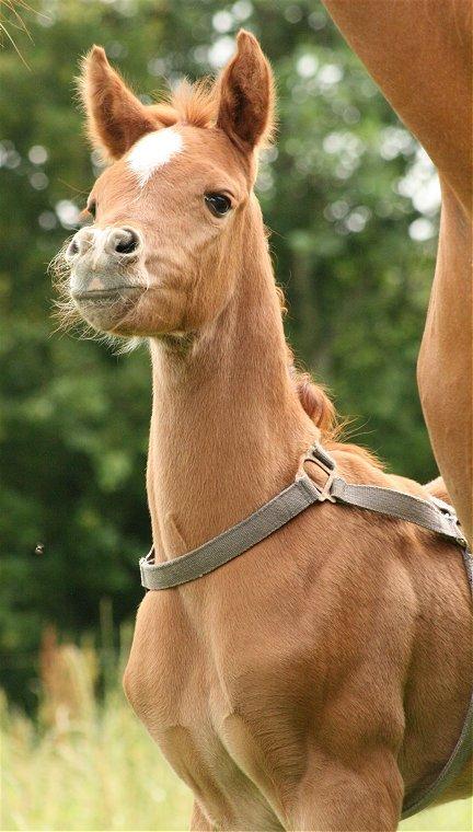 Arabisk fuldblod (OX) Shamiaah APN ( LEASET 2022-23) SOLGT billede 18