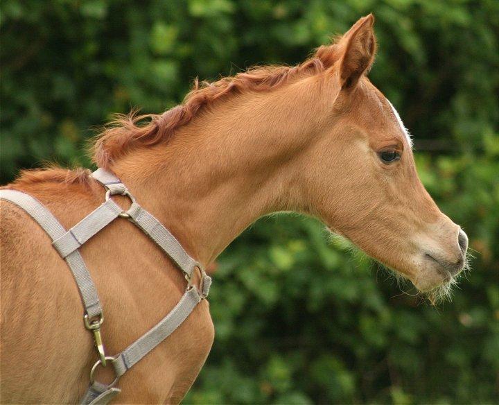 Arabisk fuldblod (OX) Shamiaah APN ( LEASET 2022-23) SOLGT billede 19