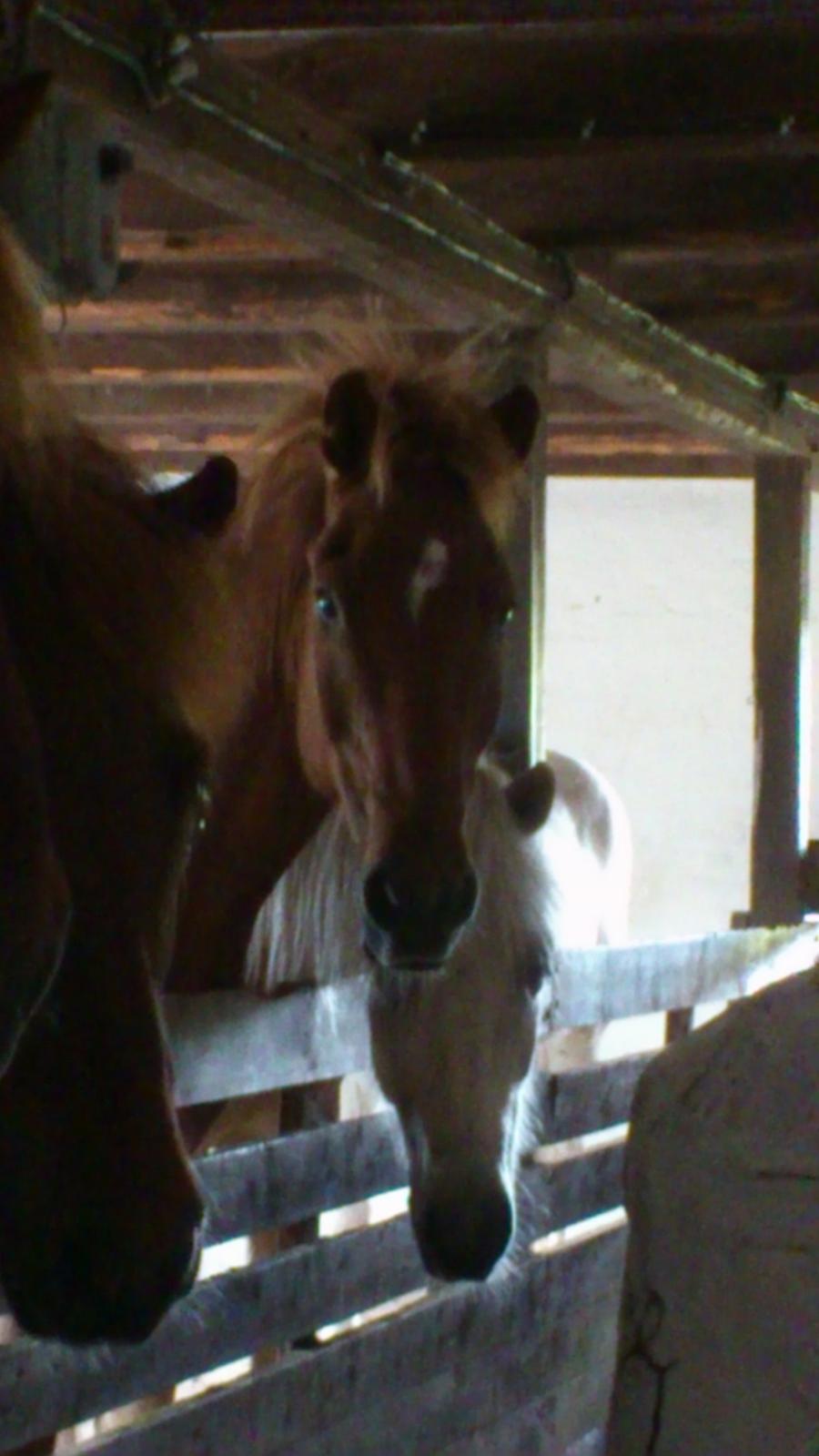 Islænder Kyndill fra Þóreyjarnúpi *SOULMATE* - Lækre hest, der venter på mad:D Im looking out my window and all I see is birds and trees. Then i look in my thoughts an all I see is you. You're every part of my mind, my heart and my soul <3 billede 16