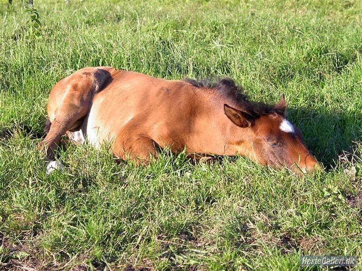 Dansk Varmblod Lamborghini LF - Lamborghini som føl billede 2