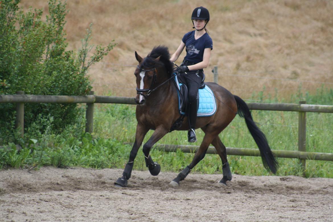 Anden særlig race Dream step *A- PONY!* billede 15