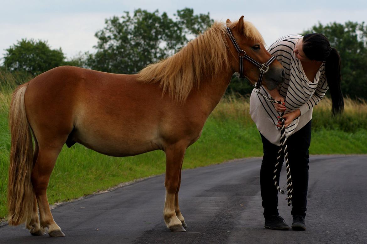 Shetlænder | Skovly's Balou - Du er den skønneste! billede 18