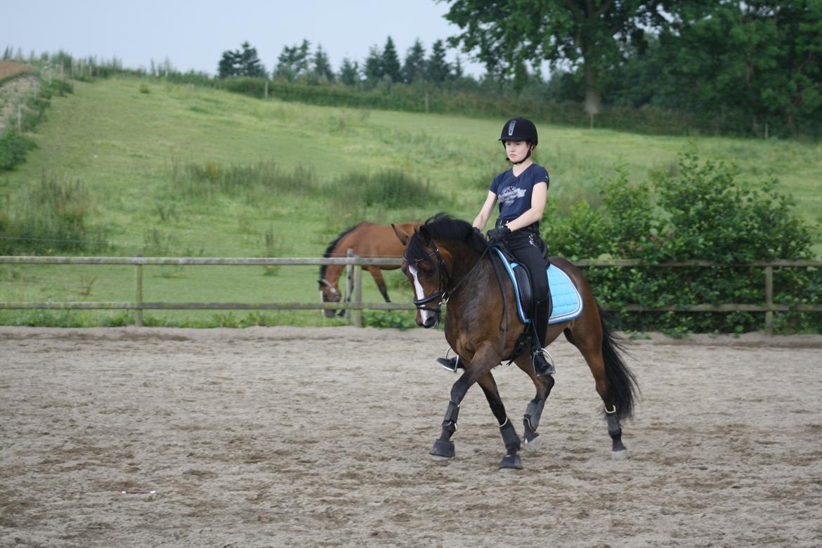 Anden særlig race Dream step *A- PONY!* billede 17