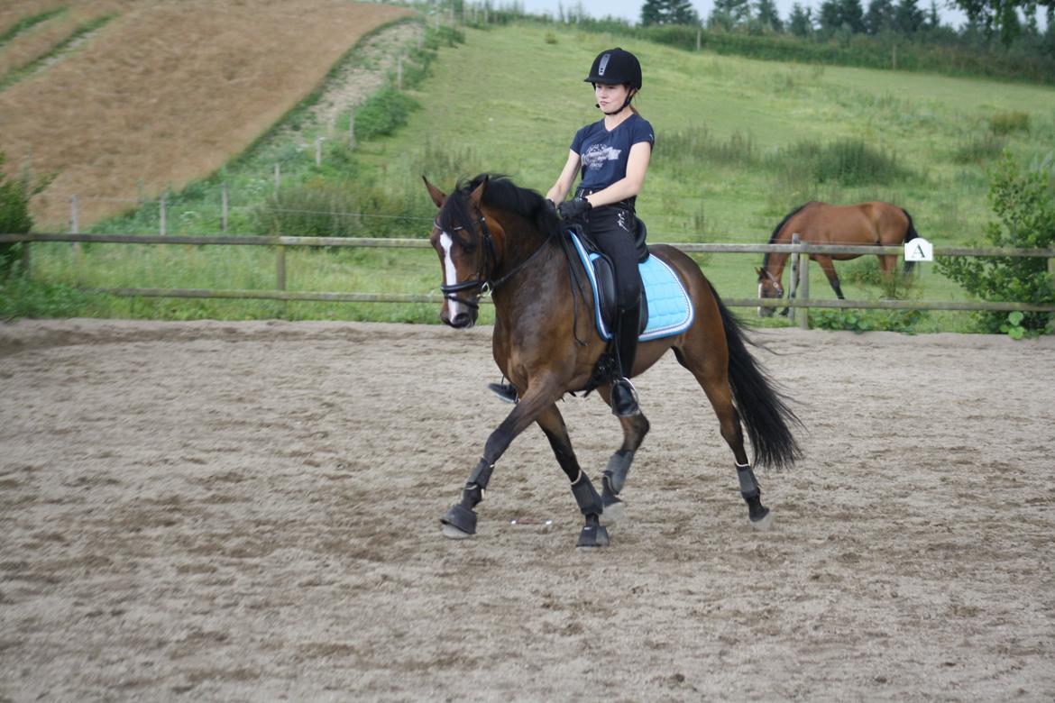 Anden særlig race Dream step *A- PONY!* billede 18